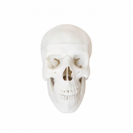 Model czaszki ludzkiej - sztuczna czaszka 3D