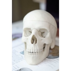 Model czaszki ludzkiej 3D - pomoc anatomiczna - NaMedycyne Shop