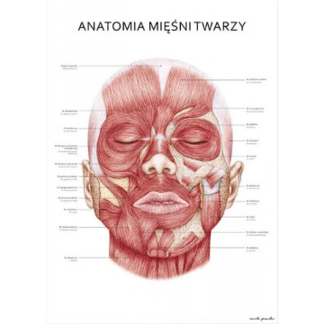 Plakat Anatomiczny Mięśnie...