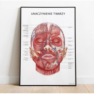 Plakat Anatomiczny Unaczynienie Twarzy, Plakat Anatomia