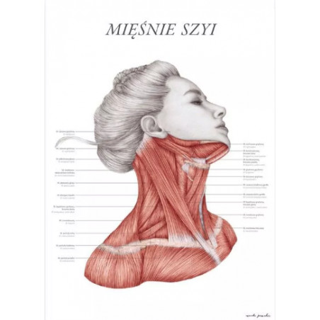 Plakat Anatomiczny Mięśnie Szyi