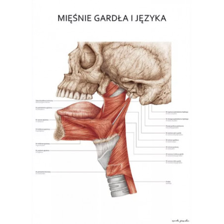 Plakat Anatomiczny Mięśnie Gardła i Języka