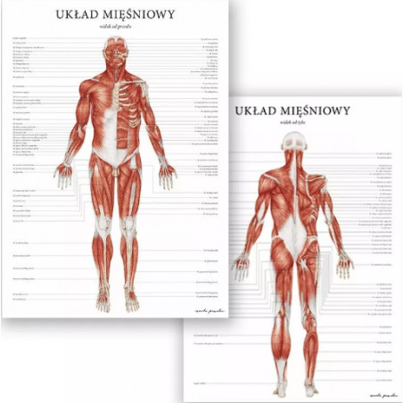 Plakat Anatomiczny Układ Mięśniowy Człowieka