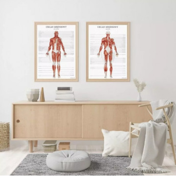 Plakat Anatomiczny Układ Mięśniowy Człowieka Plakat Marta Pawelec