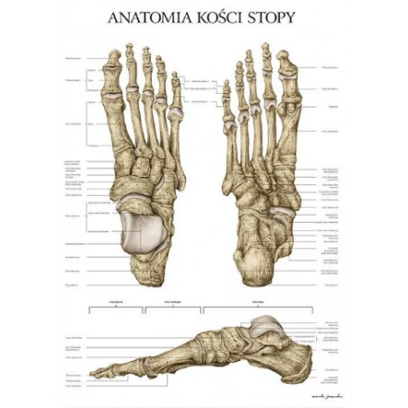 Plakat Anatomiczny Anatomia Kości Stopy