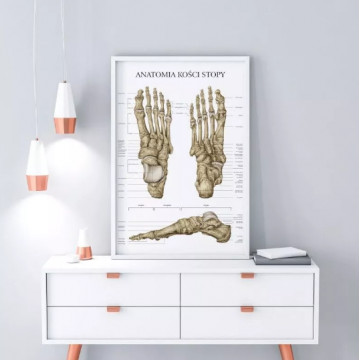 Plakat Anatomiczny Anatomia Kości Stopy Marta Pawelec