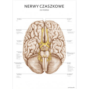 Plakat Anatomiczny Nerwy...