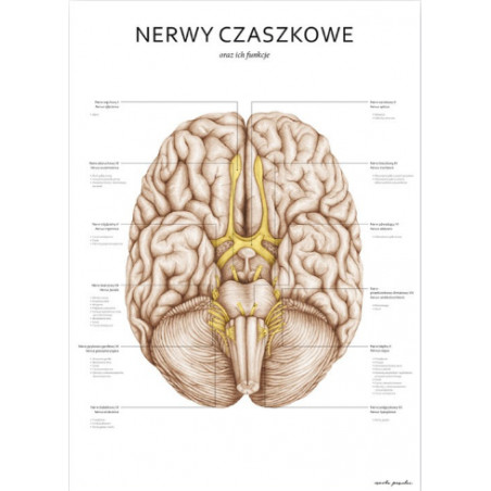 Plakat Anatomiczny Nerwy Czaszkowe