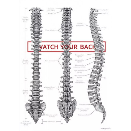 Plakat Anatomiczny Budowa Kręgosłupa - Watch Your Back