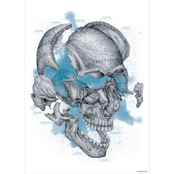 Plakat Anatomiczny Kości...