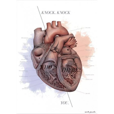 Plakat Anatomiczny Budowa Serca - Knock Knock
