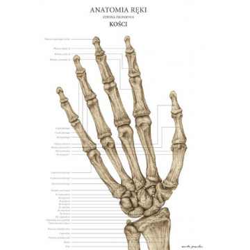 Plakat Anatomiczny Anatomia...