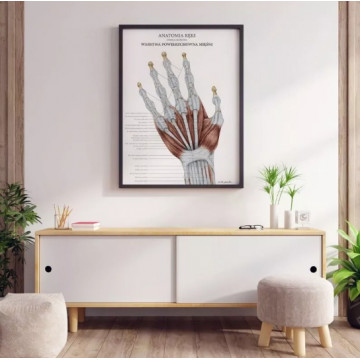 Plakat Anatomiczny Anatomia Ręki - Warstwa Powierzchowna Mięśni