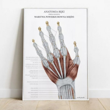 Plakat Anatomiczny Anatomia Ręki - Warstwa Powierzchowna Mięśni