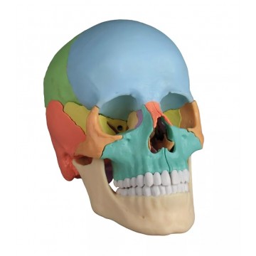 Model Czaszki Osteopatycznej - Sztuczna Czaszka 3D
