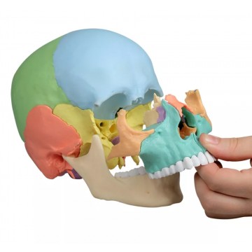 Model Czaszka Anatomiczna Osteopatyczna - Sztuczna Czaszka 3D Czaszki