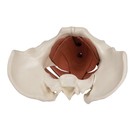 Model Mięśni Dna Miednicy Kobiety 12 Części Magnetycznych