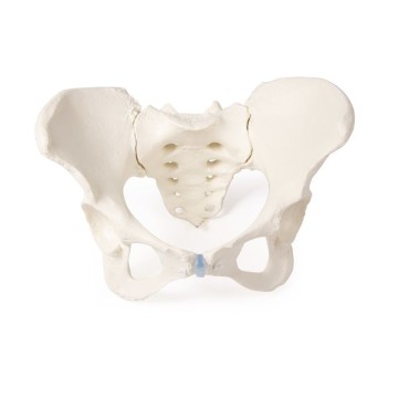Anatomiczny Model Miednicy Kobiety z Kością Krzyżową Model 3D